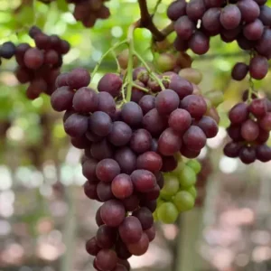 1 kg Uva Nera Biologica Senza Semi