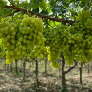 1 kg Uva Bianca Biologica Senza Semi